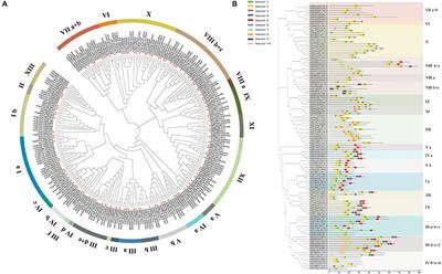 Genome-Wide Characterization and Analysis of bHLH Transcription Factors Related to Anthocyanin Biosynthesis in Fig (Ficus carica L.)